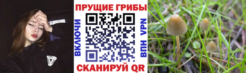 как найти наркотики  Малоархангельск  Псилоцибиновые грибы мухоморы 